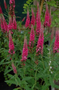 Przetacznik kłosowy (Veronica Spicata) Red Fox zdjęcie 3