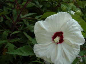 Hibiskus bylinowy (Hibiscus moscheutos) Old Yella zdjęcie 5