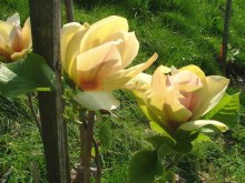 Magnolia Sunsation sadzonka zdjęcie 2