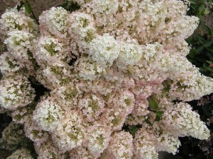 Hortensja bukietowa (Hydrangea) Bobo c3 zdjęcie 3