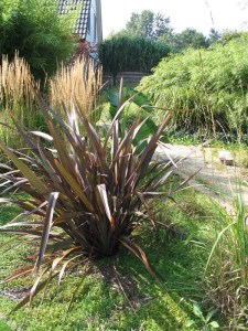 Len nowozelandzki (Phormium tenax) Purpureum zdjęcie 3