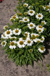 Jeżówka purpurowa (Echinacea) Meditation White zdjęcie 2