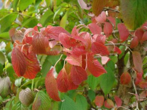 Kalina japońska (Viburnum plicatum) Kilimanjaro c3 zdjęcie 3