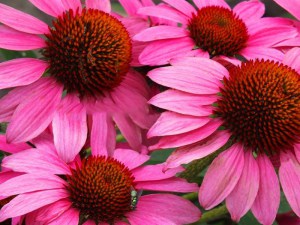 Jeżówka purpurowa (Echinacea) Amazing Dream zdjęcie 2