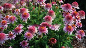 Jeżówka purpurowa (Echinacea) Butterfly zdjęcie 3
