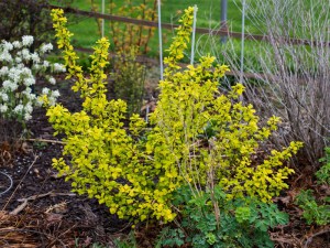 Pęcherznica kalinolistna (Physocarpus opuliofolius) Dart's Gold c2 zdjęcie 2