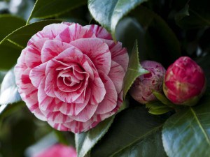 Kamelia japońska (Camellia japonica) Lavinia Maggi zdjęcie 4