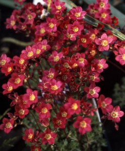 Skalnica Arendsa (Saxifraga arendsii) Peter Pan zdjęcie 5