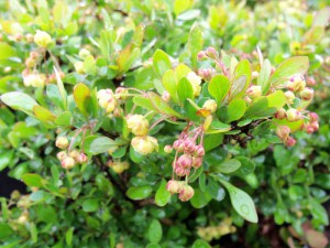 Berberys (Berberis) Kobold c2 zdjęcie 3