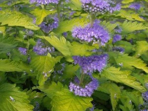 Barbula Caryopteris Hint of Gold 2