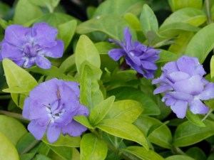 Barwinek (Vinca minor) Panta zdjęcie 4