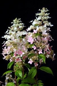 Hortensja bukietowa (Hydrangea paniculata) Confetti zdjęcie 2