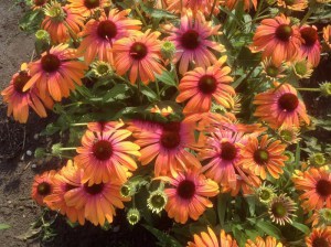 Jeżówka purpurowa (Echinacea) Rainbow Marcella zdjęcie 2