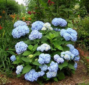 Hortensja ogrodowa (Hydrangea macrophylla) Endless Summer zdjęcie 5