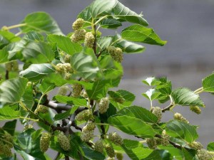 Morwa biała (Morus alba) drzewa i krzewy owocowe zdjęcie 2