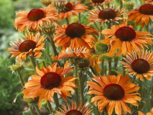 Jeżówka purpurowa (Echinacea) Orange Skipper zdjęcie 3