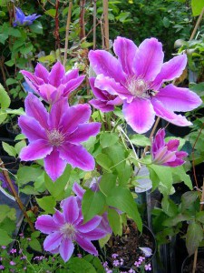 Powojnik (Clematis) Dr Ruppel c2 zdjęcie 4