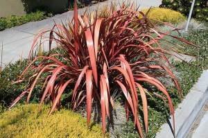 Len nowozelandzki (Phormium tenax) Jester zdjęcie 3