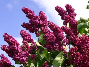 Bez - lilak pospolity (Syringa) Znamya Lenina c2 zdjęcie 2
