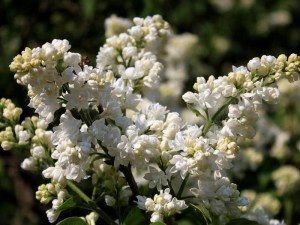 Bez - lilak pospolity (Syringa) Mme Lemoine c2 zdjęcie 2