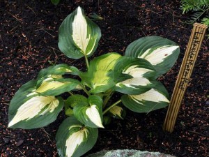 Funkia (Hosta) Lakeside Meter Maid zdjęcie 1
