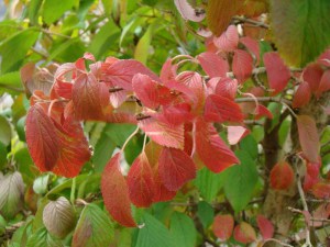 Kalina japońska (Viburnum plicatum) Kilimanjaro c3 zdjęcie 3