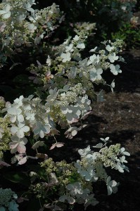 Hortensja bukietowa (Hydrangea paniculata) Mega Pearl c2 zdjęcie 2