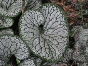 Brunera wielkolistna (Brunnera macrophylla) Sea Heart zdjęcie 3