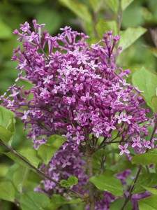 Lilak (Syringa) Bloomerang Bez Pink Perfume c1 zdjęcie 3
