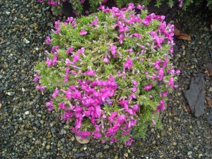 Floks szydlasty (Phlox subulata) Mc Daniels Cushion 3