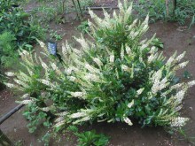 Orszelina olcholistna (Clethra alnifolia) Hummingbird c3 zdjęcie 3