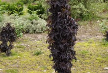Bez czarny (Sambucus nigra) Black Tower zdjęcie 3