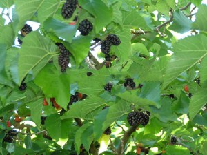 Morwa czarna (Morus nigra) jadalne owoce zdjęcie 5
