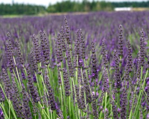 Lawenda pośrednia (Lavendula intermedia) Grosso zdjęcie 3