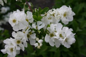 Obiela mieszańcowa (Exochorda macrantha) Niagara zdjęcie 3