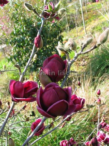 Magnolia Genie c3 zdjęcie 2