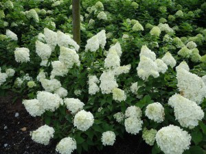Hortensja bukietowa Polar Bear Hydrangea c2 zdjęcie 3