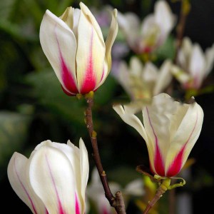 Magnolia pośrednia (Magnolia soulangeana) Sunrise zdjęcie 3