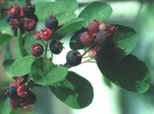 Świdośliwa (Amelanchier) Ballerina c1 zdjęcie 3