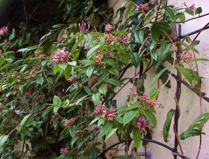 Wiciokrzew Henry'ego (Lonicera henryi) zdjęcie 1