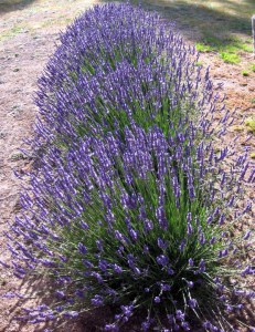 Lawenda wąskolistna (Lavendula angustifolia) Mustated zdjęcie 2