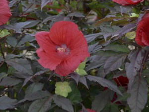 Hibiskus bylinowy (Hibiscus moscheutos) Midnight Marvel zdjęcie 3