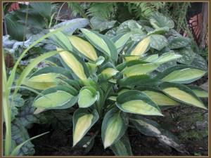 Funkia (Hosta) Gypsy Rose zdjęcie 2