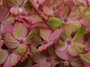Hortensja Fantasia Forever & Ever (Hydrangea) c4 zdjęcie 2