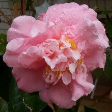 Kamelia japońska (Camellia japonica) Tiffany c4 zdjęcie 1