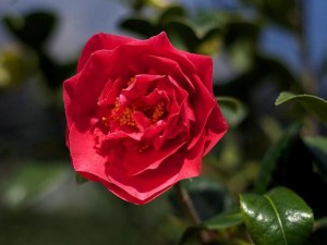 Kamelia japońska (Camelia japonica) Kramers Surprise c4 zdjęcie 3