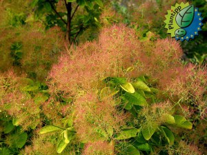 Perukowiec (Cotinus cogg.) Smokey Joe zdjęcie 3