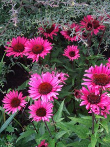 Jeżówka purpurowa (Echinacea) Fatal Attraction zdjęcie 5