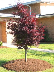 Klon palmowy (Acer palm.) Bloodgood c4 zdjecie 3