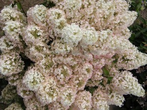 Hortensja bukietowa (Hydrangea paniculata) Bobo c2 zdjęcie 3